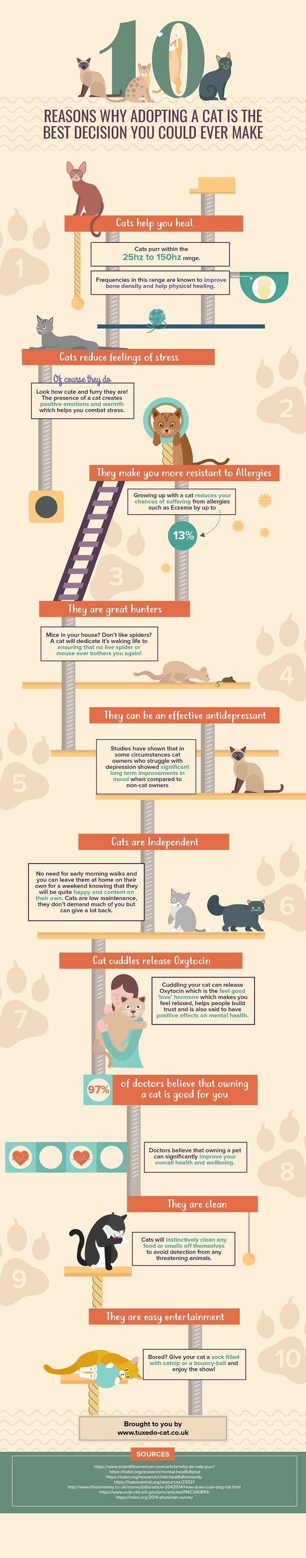 10 Reasons to Adopt a Cat